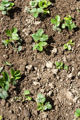Seedlings of strawberry bushes