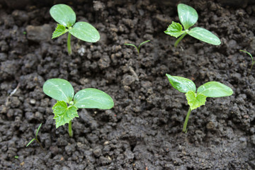 Cucumber seedlings in the ground