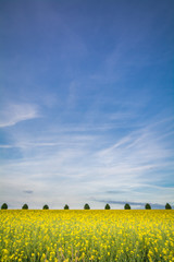 Bright yellow mustard field buildings against blue sky in summer