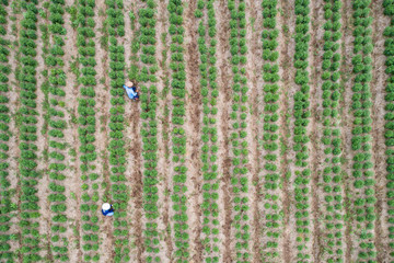 Thai farmer working in green field of chilli plant, Aerial view