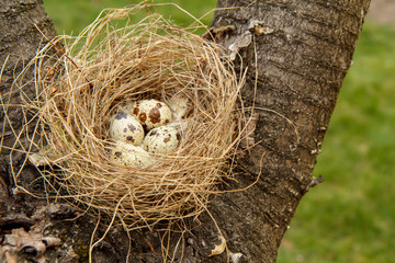 Nest of quail with eggs on a tree in the wood