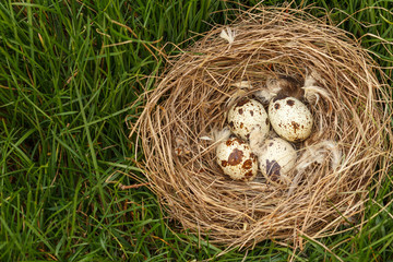 Obraz premium Nest with eggs of quail on grass in the wood