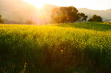 Obraz premium The rape flowers scenery.