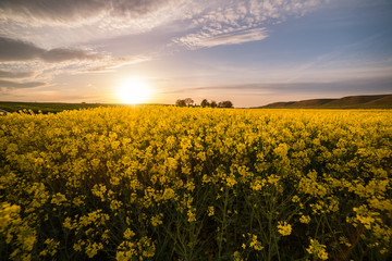 Yellow oilseed rape field under the blue bright  sky