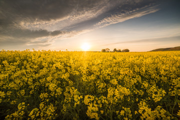 Obraz premium Yellow oilseed rape field under the blue bright sky
