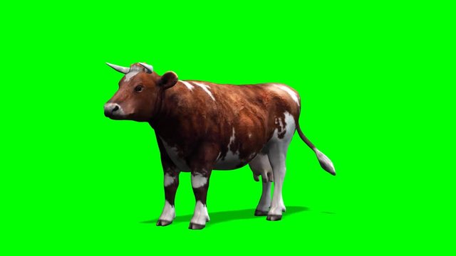 cow - brown cow standing motion - isolated  green screen 