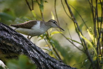 Sandpiper