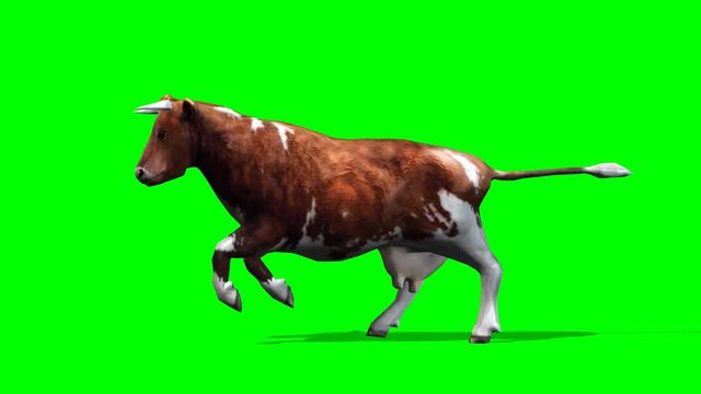 cow - brown cow running motion - isolated  green screen 