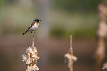 stonechat