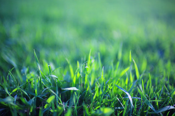Background texture of fresh spring green grass