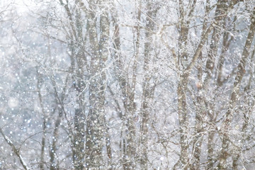 Fototapeta premium Ośnieżony zimowy rosyjski las