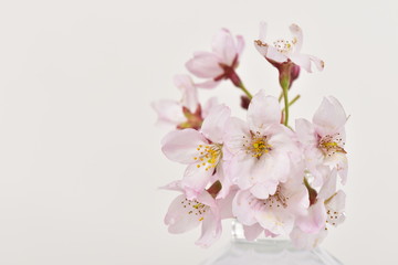 Fototapeta na wymiar 桜のアップ