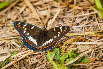 butterfly Admiral