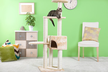 Cute cat sitting on tree in modern room