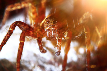 Large spider in the wild