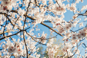 Branches of a blooming apricot