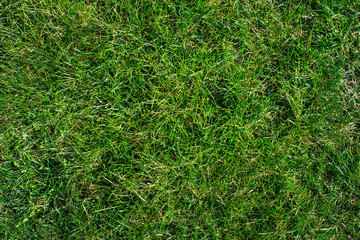  Green grass top view, texture.