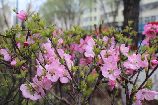 flower flowers blossom blossoms pink tree trees branches branch brown green leaves leaf china qinghai xining amdo tibet tibetan asia asian spring