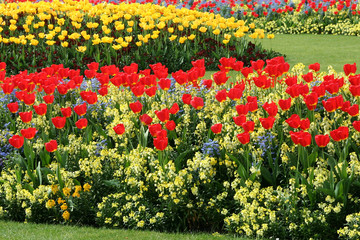 Tulpen spring flowers tulip red yellow