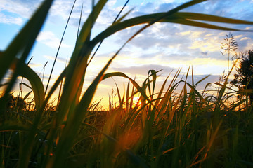 Fototapeta premium Grass in the field in the evening