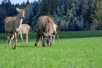 Fototapeta premium Alles sprießt, Hirschrudel im Frühling beim äsen, männlicher Hirsch ohne Geweih