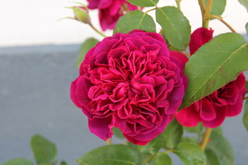 Rose William Shakespeare 2000