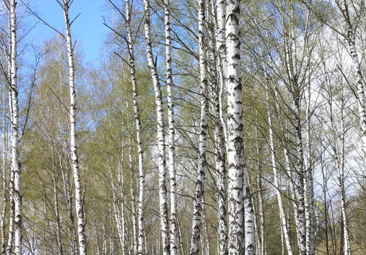 Trunks of birch trees in forest / birches in sunlight in spring / birch trees in bright sunshine / birch trees with white bark / beautiful landscape with white birches