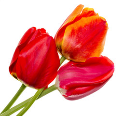 Flower tulip on white background