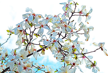 Spring blossom. Blooming White Magnolia. Spring. Garden