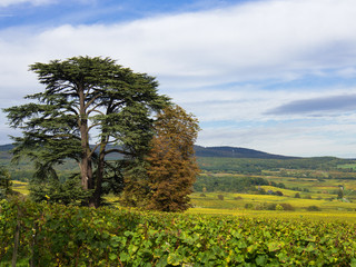Fototapeta premium Zedernbaum im Rheingau