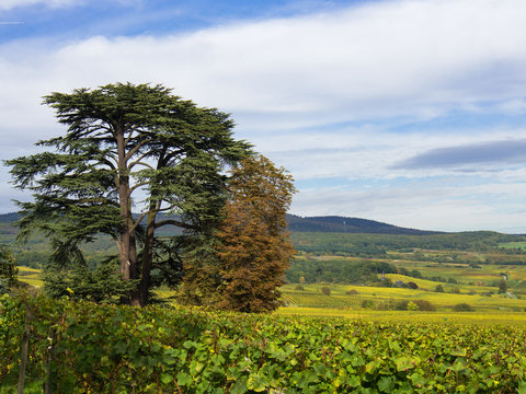 Zedernbaum im Rheingau