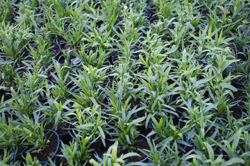 green leaves texture background foliage. sale of plants