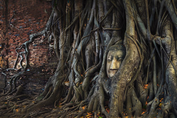 Fototapeta na wymiar Head of buddha in the tree roots at wat mahathat ayuthaya,Thailand.