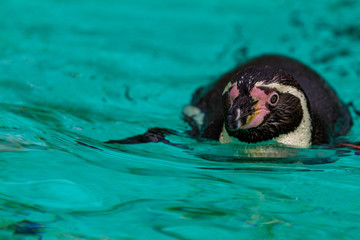 Pinguin im Wasser