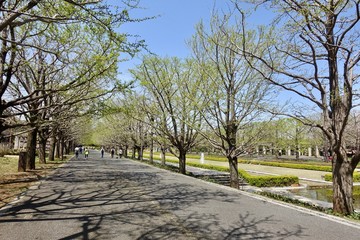Fototapeta na wymiar 昭和記念公園の新緑