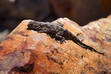 Bartagame auf Robberg Island in Südafrika