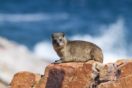 Klippschliefer auf Robberg Island in S&uuml;dafrika