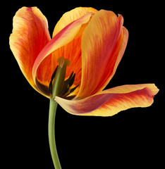 Tulip on a black background