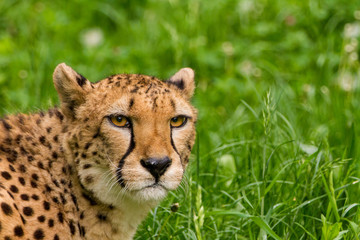Portrait eines Geparden
