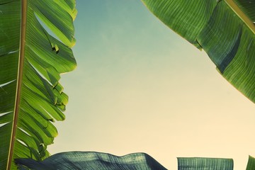 the banana leaf and sunlight in the morning