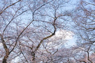 春の井の頭公園　頭上の桜