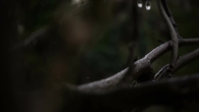 Rain falls on the branches. Water drops in slow motion 