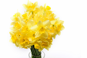 yellow narcissus, spring flower bouquet isolated on white, holiday greeting