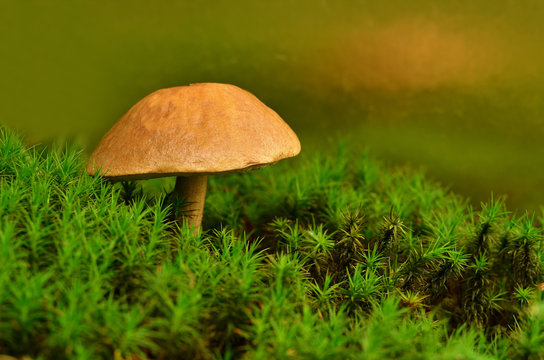 Mushroom in moss close-up. Tubular mushroom (Leccinum) background with copy space