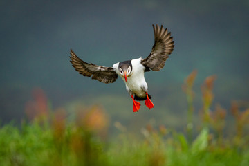 Papageientaucher im Anflug
