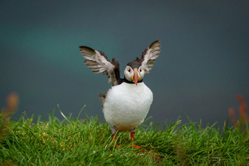 Papageientaucher
