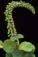 Umbilicus pendulinus / Nombril de Vénus