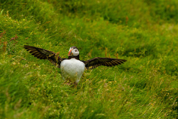 Papageientaucher
