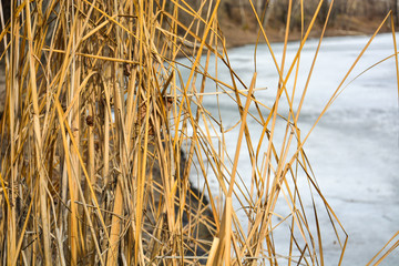 Fototapeta premium High dry yellow grass against the background of a frozen lake