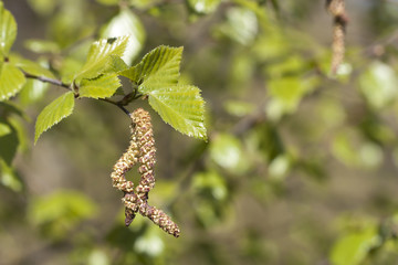 Birch tree blossom in spring